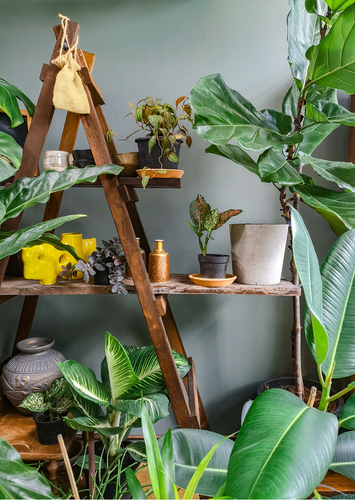 Plants