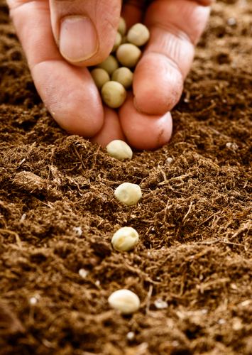 Seeds
